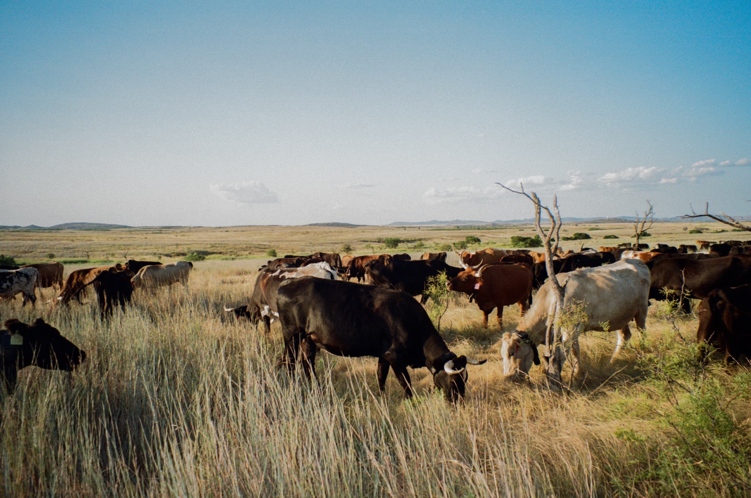 A mixed cattle herd grazing open range in Southwest Oklahoma